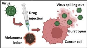Figure 3. The oncolytic virus causes death and rupture of the tumor cell.